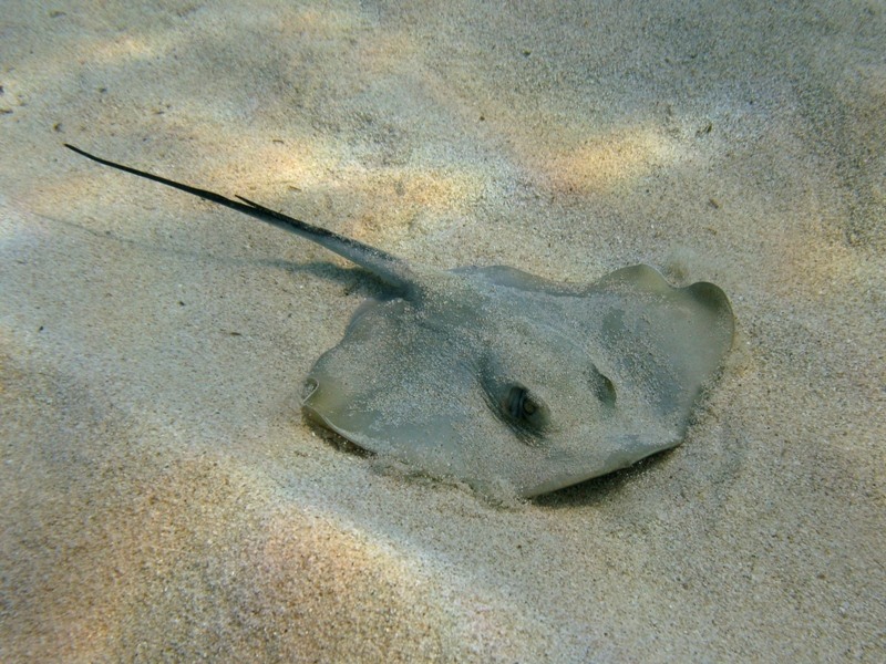 Dasyatis pastinaca (Linnaeus, 1758)